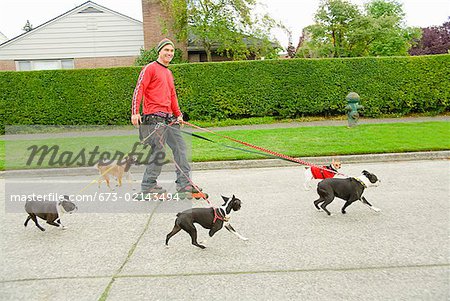 Man on rollerblades walking dogs