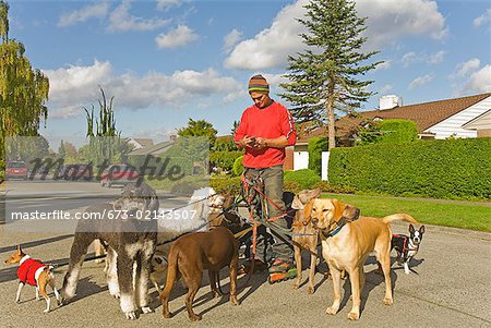 Homme sur patins à roues alignées marcher les chiens