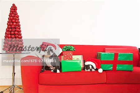 Dogs and Christmas gifts on sofa