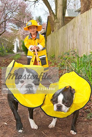 Asian boy walking dogs in raincoats