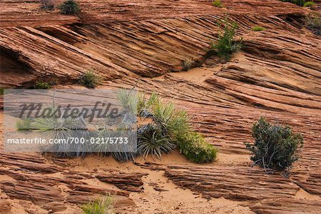 Plantes qui poussent dans des terrains pierreux, Page, Arizona, USA