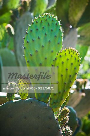 Close-up of Cactus, Luther Burbank Home and Gardens, Santa Rosa, California, USA