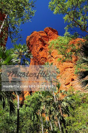 Mini palmiers Gorge, Bungle Bungle, Parc National de Purnululu, Kimberley, Western Australia, Australie