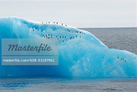 Blue iceberg with penguins on it