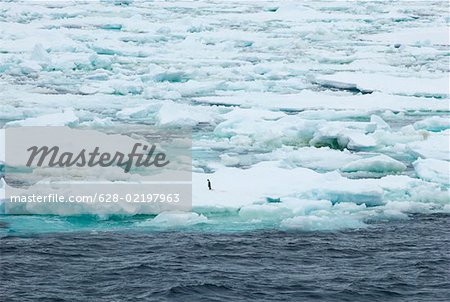 Lonely adelie penguin on pack ice