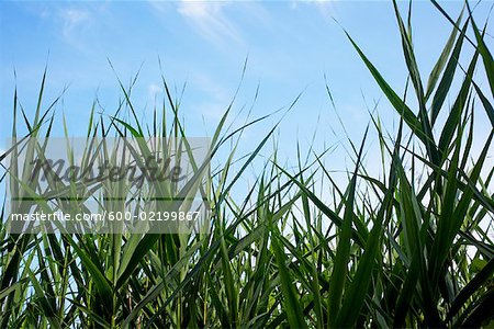 Close-up of Grass, Royal Botanical Gardens, Ontario, Canada