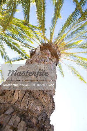 Phoenix Palm Tree, Hollywood, California, USA