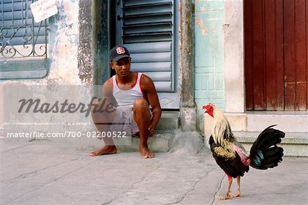 Homme regardant coq, Cienfuegos, Cuba