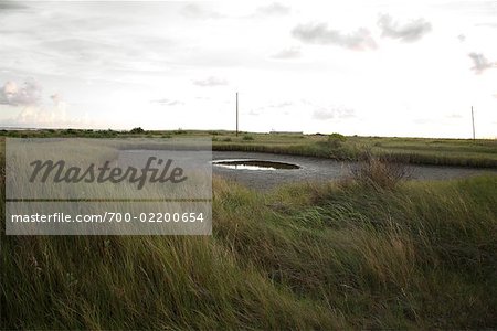 Flaque d'eau dans le champ, R.A. Apffel Park, Galveston, Texas