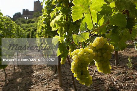 Rangs de vignes en Alsace, France