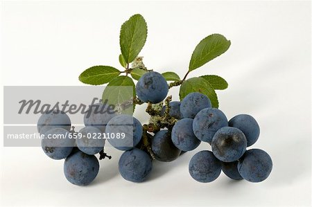 Sloes with leaves