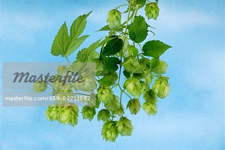 Cônes de houblon frais sur fond bleu Cônes de houblon frais sur fond bleu