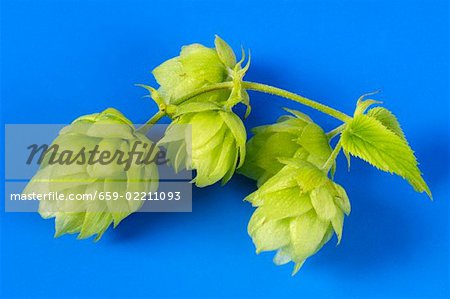 Cônes de houblon frais sur fond bleu Cônes de houblon frais sur fond bleu
