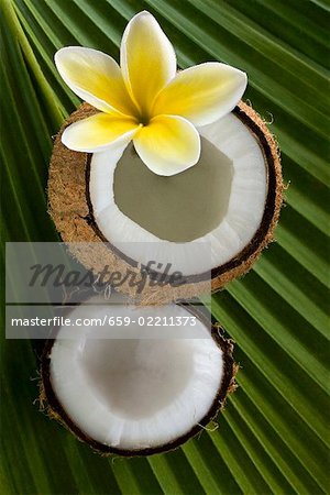 Noix de coco avec plumeria sur feuilles de palmier