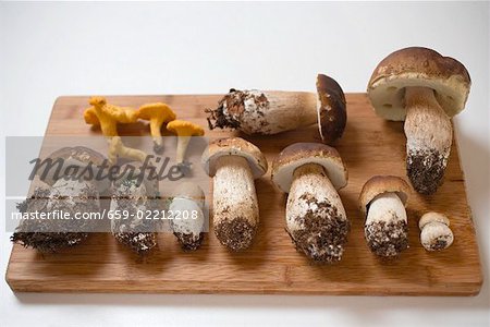 Fresh ceps and chanterelles on chopping board