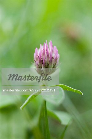 Clover flower