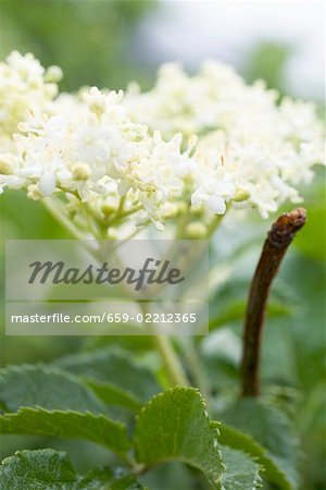 Fleurs de sureau sur le buisson