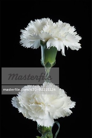Gros plan de fleurs blanches