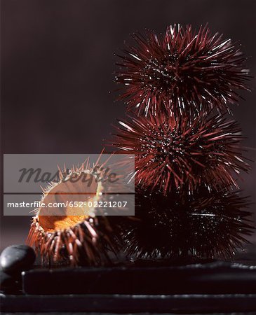 sea urchins