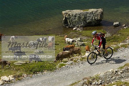 Mountainbike-Fahrer übergeben eine Kuh Herde