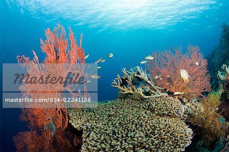 Fish and coral reef