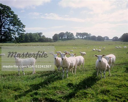 Schafe in einem Feld