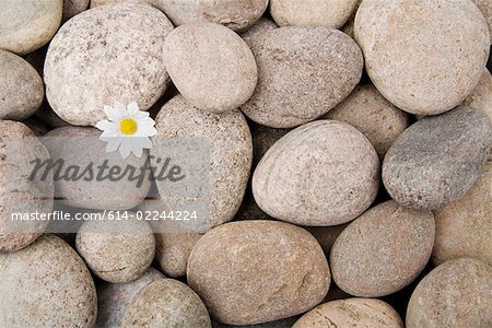 Daisy growing from pebbles