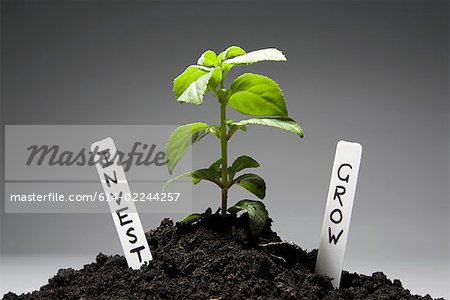 Sapling with investment labels