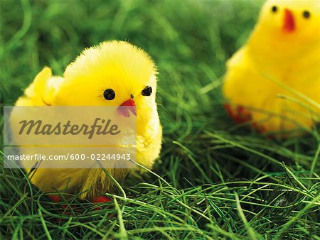 Two Easter Chicks in Grass