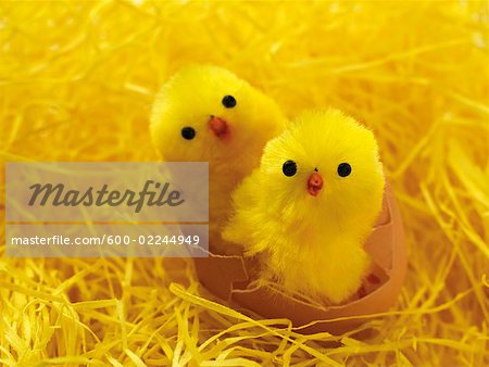 Two Easter Chicks in Broken Eggshell