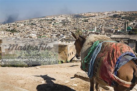 Donkey Overlooking City, Fez, Morocco