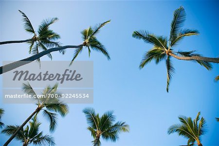 Palmiers à La'Aloa Bay Beach Park, Big Island, Hawaii