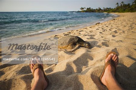 Tortue de mer sur la plage près de pieds de l'homme, Hawaii