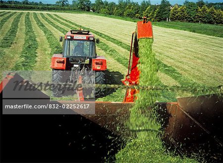 Combine harvester harvesting a field, Republic Of Ireland