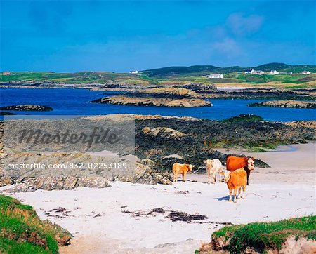 Rosbeg, Co Donegal, Ireland, Hereford Cattle