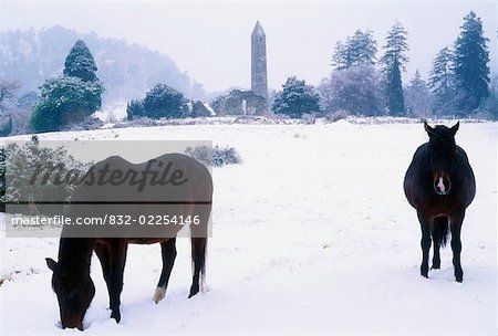 Irische Schnee Szenen, Co Wicklow, Glendalough mit Pferden