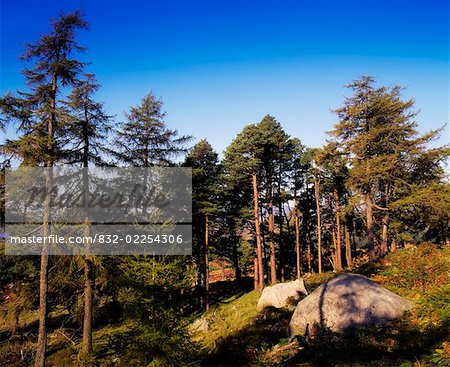 Woods, Scotch and Corsican Pine, Near Sally Gap Co Wicklow