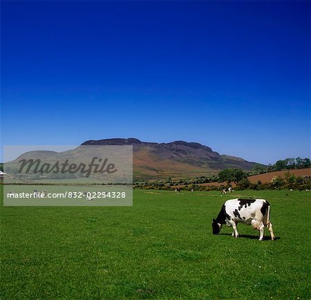Milchvieh, Cooley Halbinsel, Co. Louth, Irland