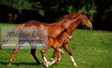 Thoroughbred Chestnut Mare & Foal Ireland