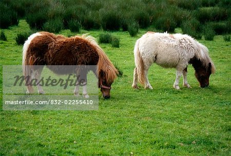 Parsons Green Farm, County Tipperary, Irland; Shetland Ponys