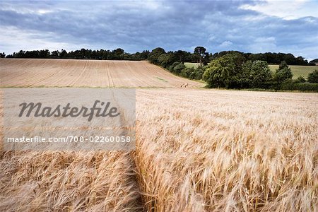 Wheat Field at Dusk, Scottish Borders, Scotland