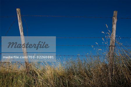 Barbed Wire Fence in Field