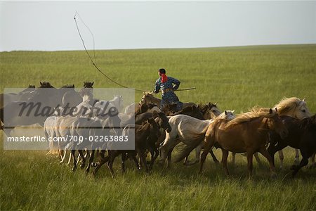 Reiter Aufrundung Pferde im Feld, Innere Mongolei, China