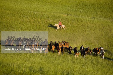 Horseman Herding Horses, Inner Mongolia, China