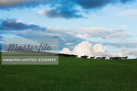 Cavalier, élevage de chevaux, la Mongolie intérieure, Chine