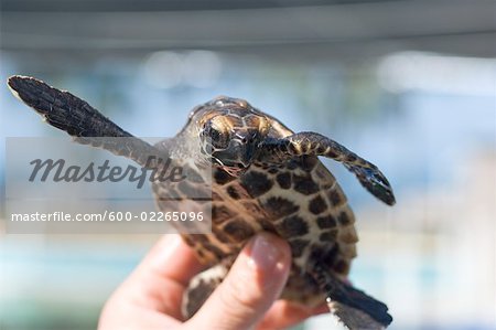 Gros plan de la tortue, l'hôpital des tortues, Marathon Dolphin sanctuaire, Marathon, Florida Keys, en Floride, USA