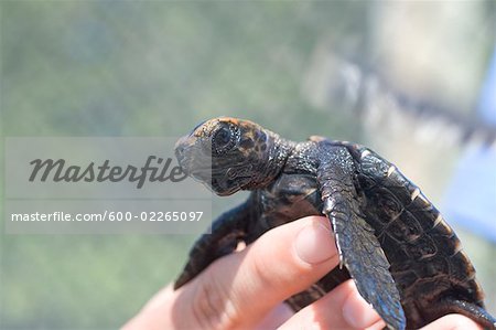 Close-up of Turtle, The Turtle Hospital, Marathon Dolphin Sanctuary, Marathon, Florida Keys, Florida, USA