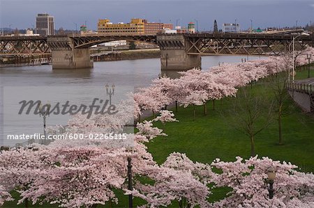 Cerisier en fleurs et pont de Burnside, Portland, Oregon, Etats-Unis