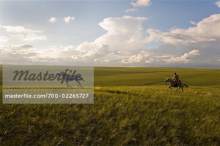 Cavalier en arrondissant les chevaux, la Mongolie intérieure, Chine