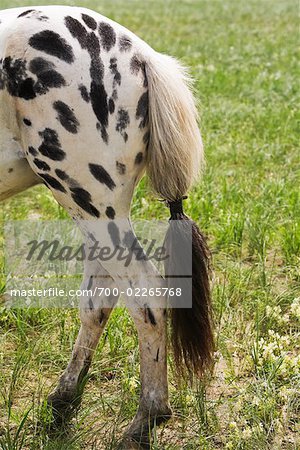 Close-up of Horse's Tail, Naadam Festival, Xiwuzhumuqinqi, Inner Mongolia, China